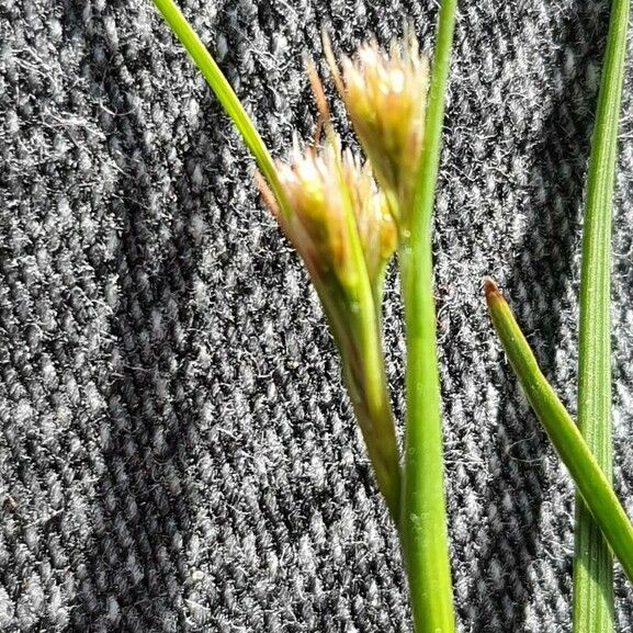 Rhynchospora alba Flower