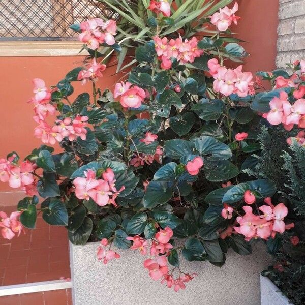 Begonia cucullata Çiçek