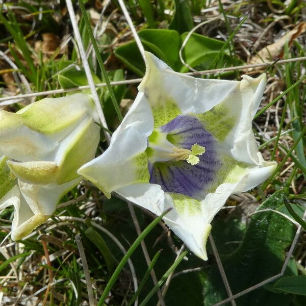 Gentiana acaulis Квітка