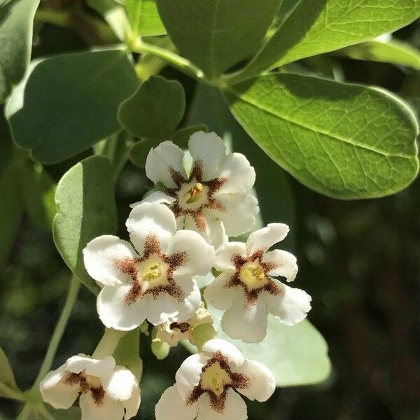 Schrebera alata Blüte