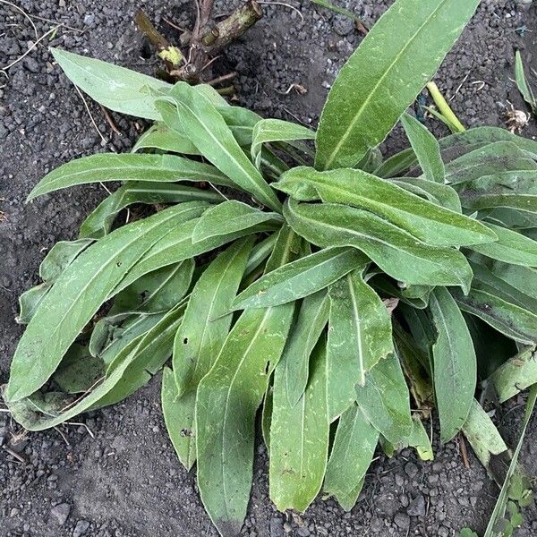 Centaurea triumfettii Лист