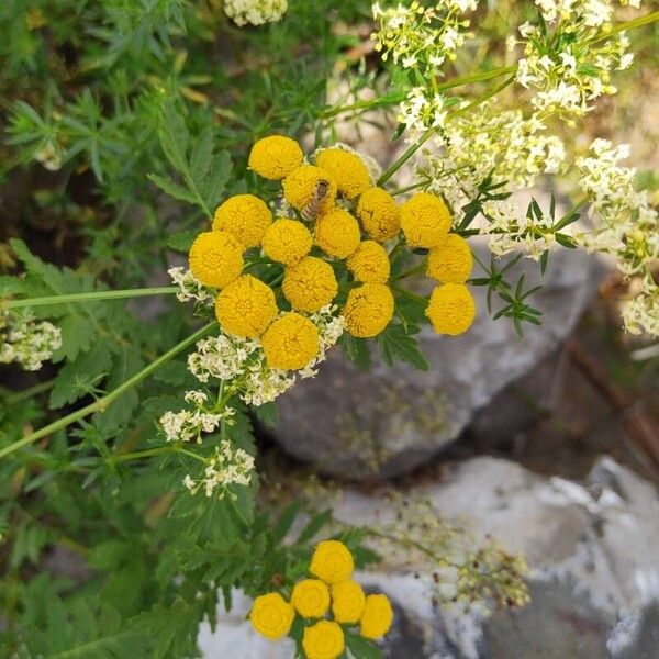 Achillea ageratum 花