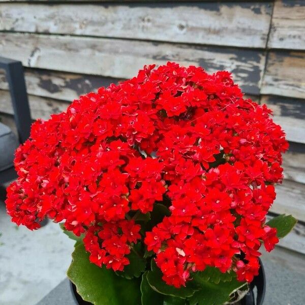 Kalanchoe blossfeldiana 整株植物