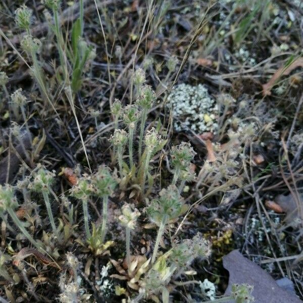 Plantago bellardii Flors