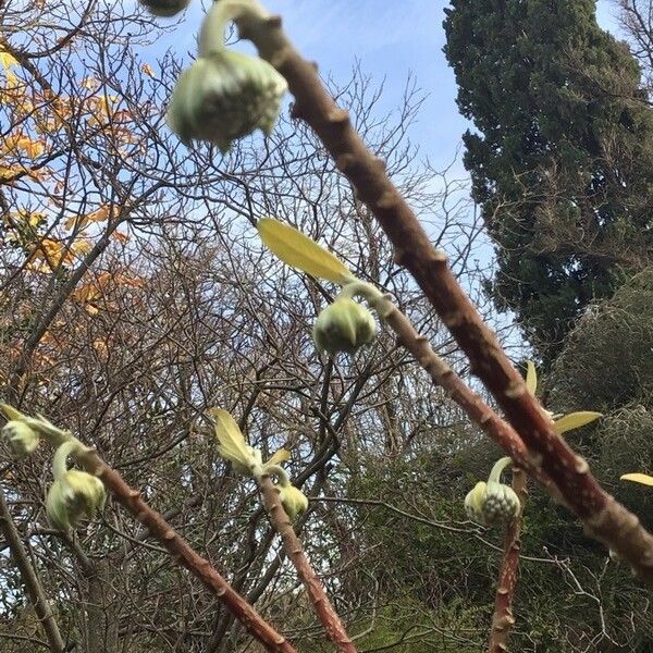 Edgeworthia tomentosa Ffrwyth