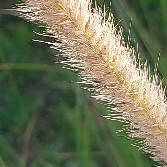 Cenchrus caudatus Flower