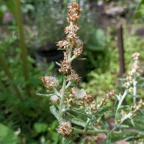 Gamochaeta pensylvanica Lorea