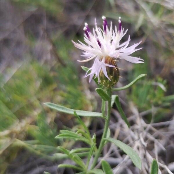 Centaurea aspera Flower