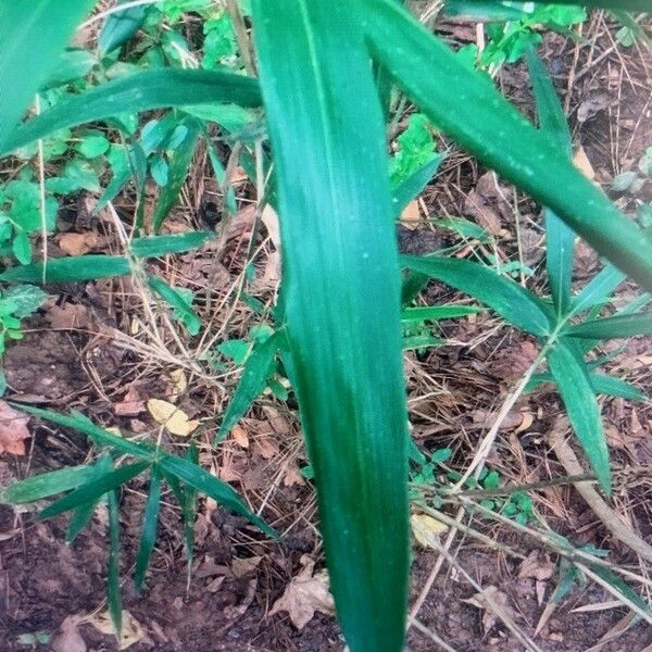 Arundinaria gigantea Leaf