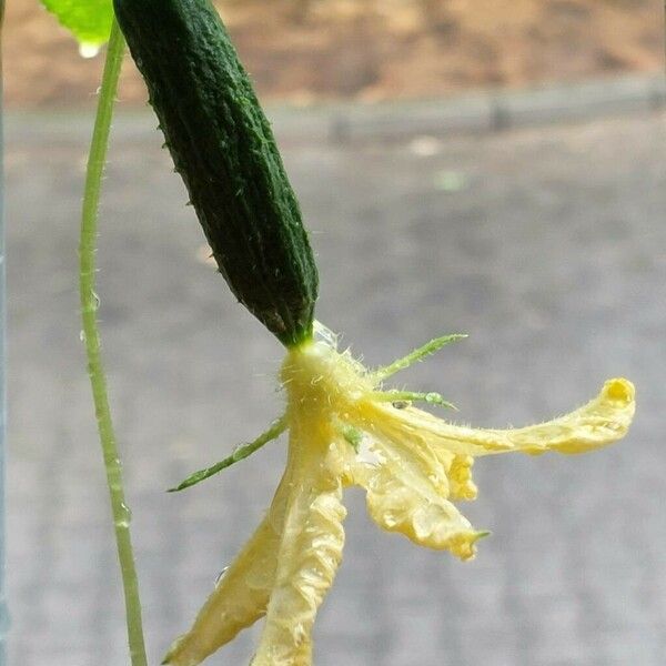 Cucumis sativus Flower