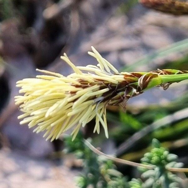 Carex halleriana Květ