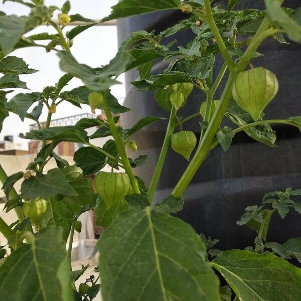 Physalis philadelphica Fruct