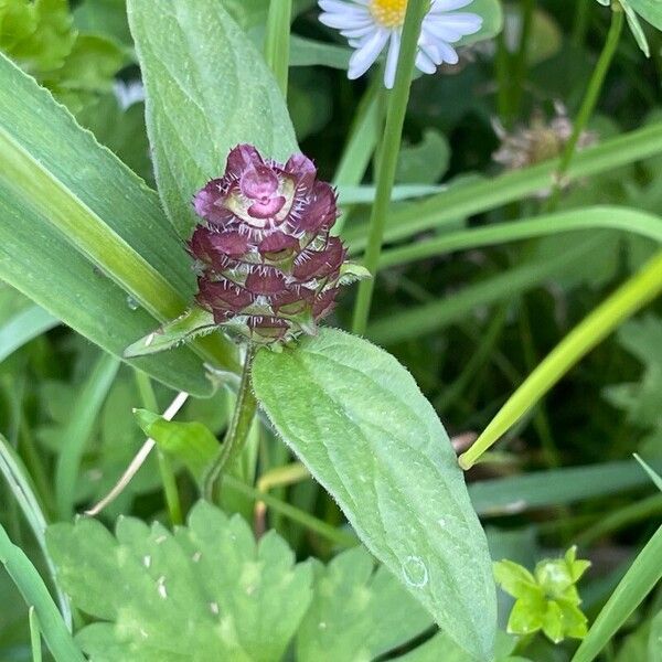 Prunella vulgaris Blomma