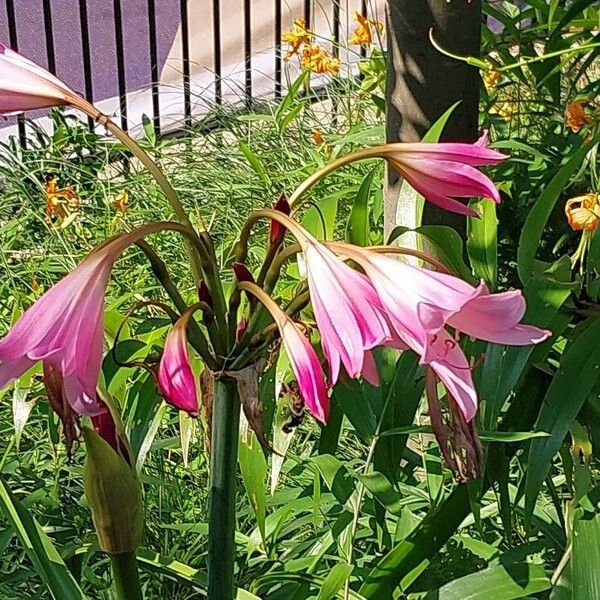 Crinum bulbispermum Bloem