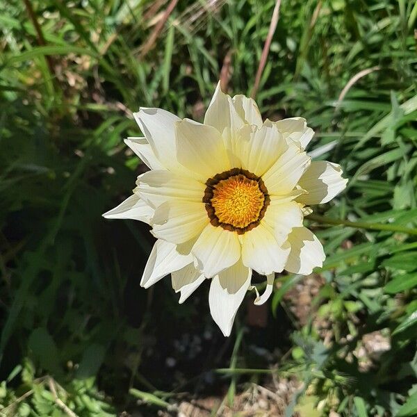 Gazania rigens Fleur