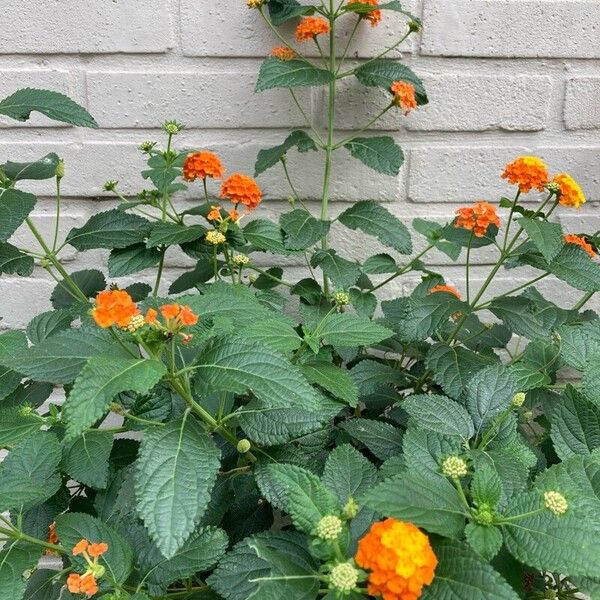 Lantana camara Хабит