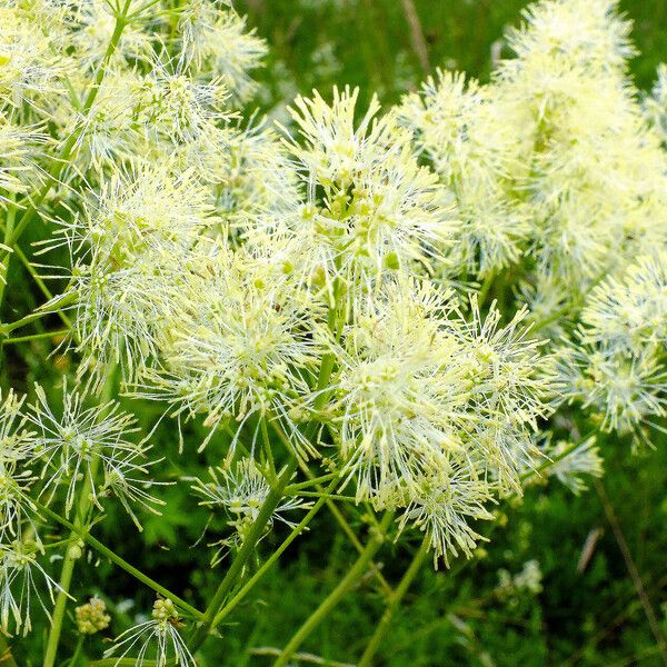 Thalictrum lucidum Cvet