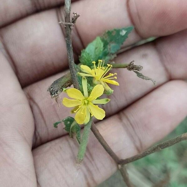 Triumfetta rhomboidea Blomst