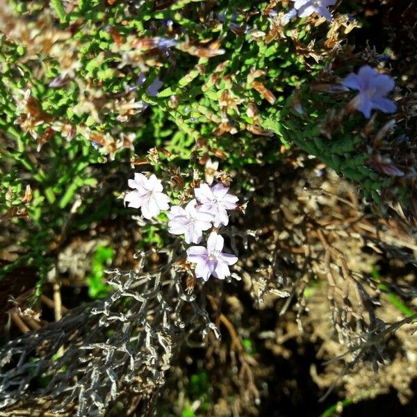 Limonium cordatum Blüte