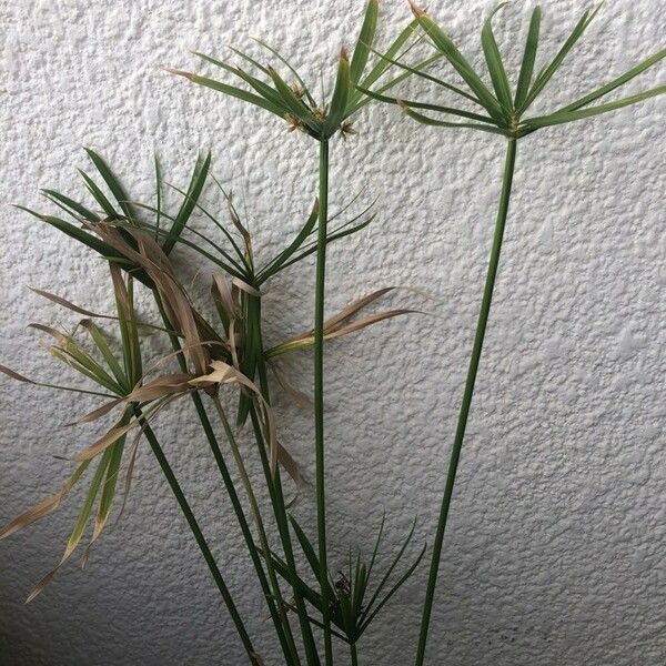 Cyperus alternifolius Habitat