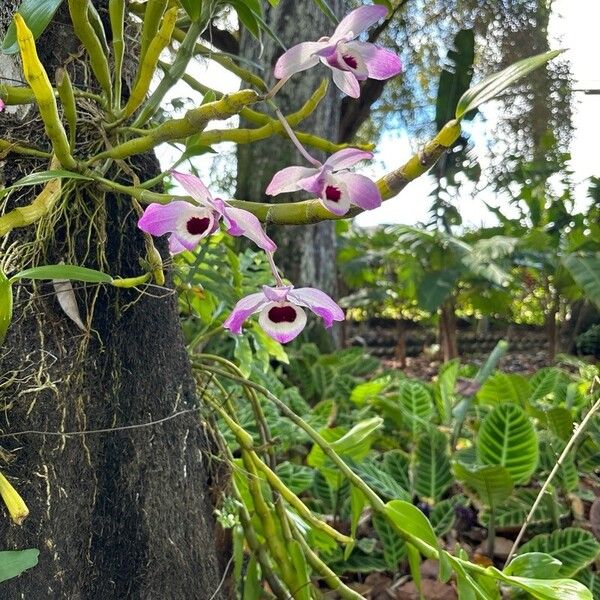 Dendrobium nobile Floare