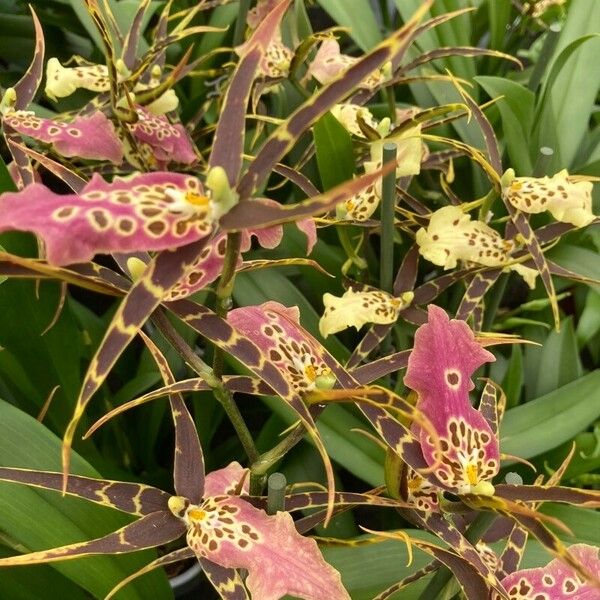 Brassia arachnoidea Цветок