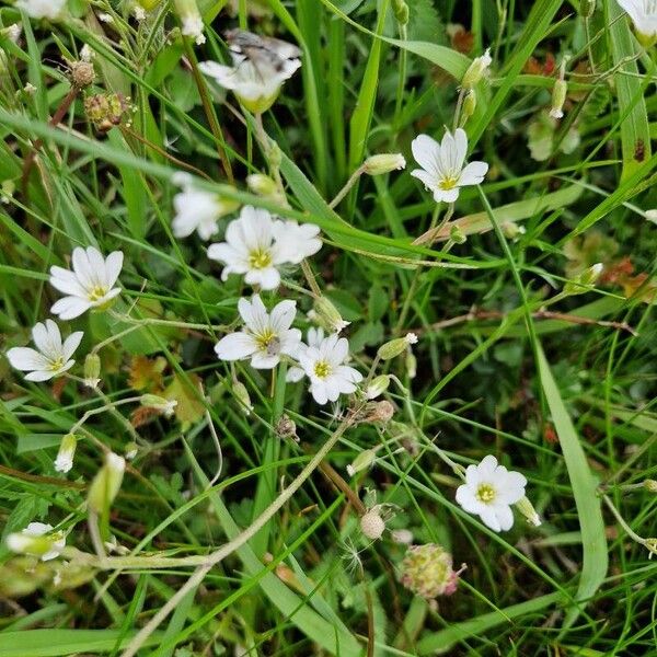 Cerastium alpinum Plante entière