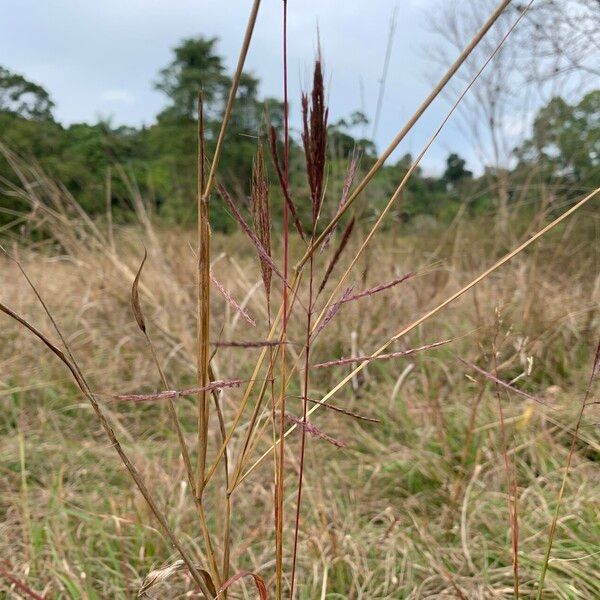 Bothriochloa bladhii Hàbitat