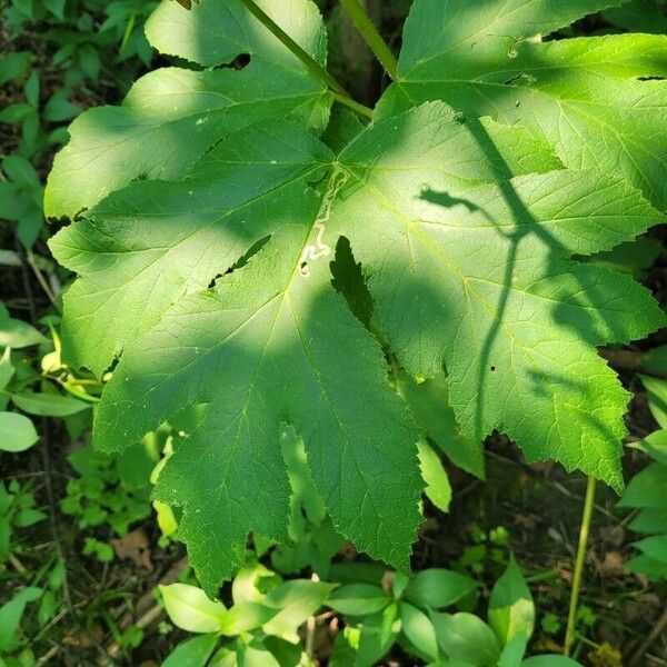 Heracleum maximum Лист