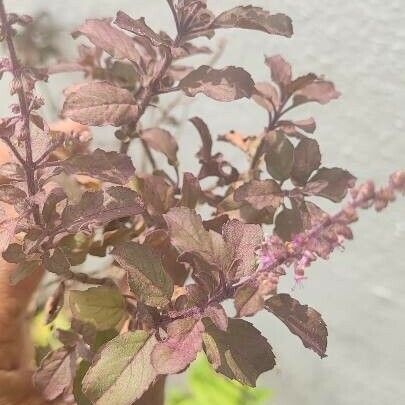 Ocimum tenuiflorum Blad