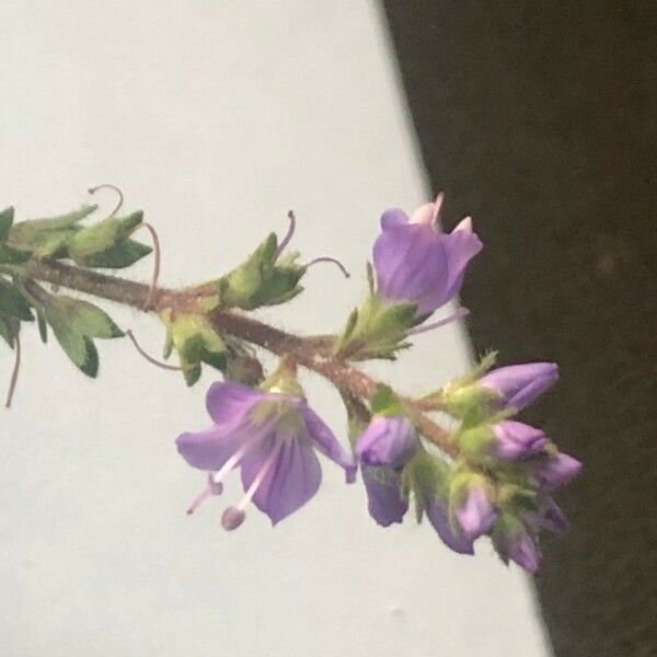 Veronica officinalis Žiedas