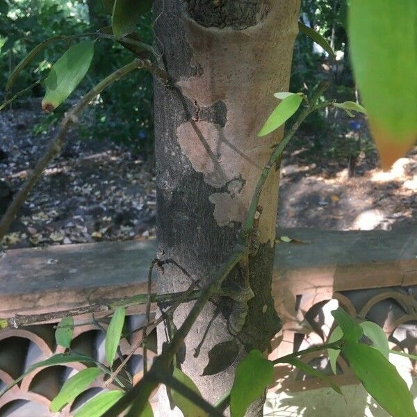 Agathis australis Bark