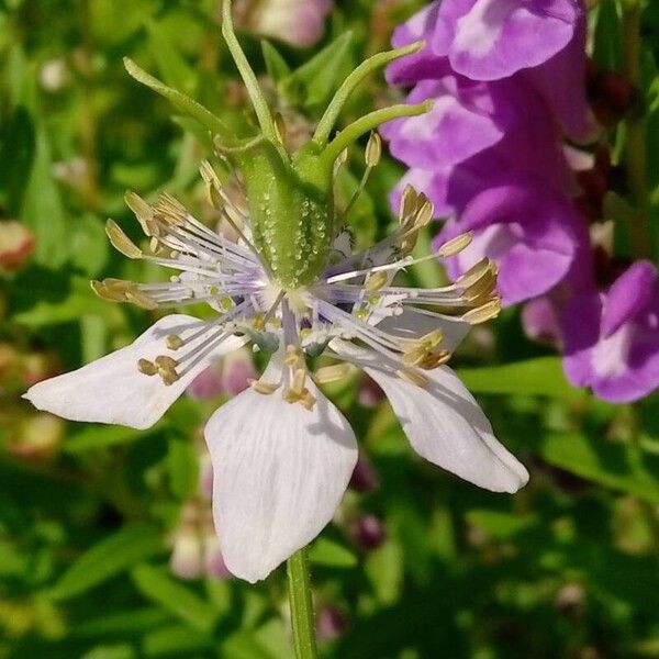 Nigella sativa Virág