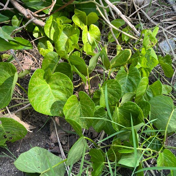 Ipomoea violacea Leaf