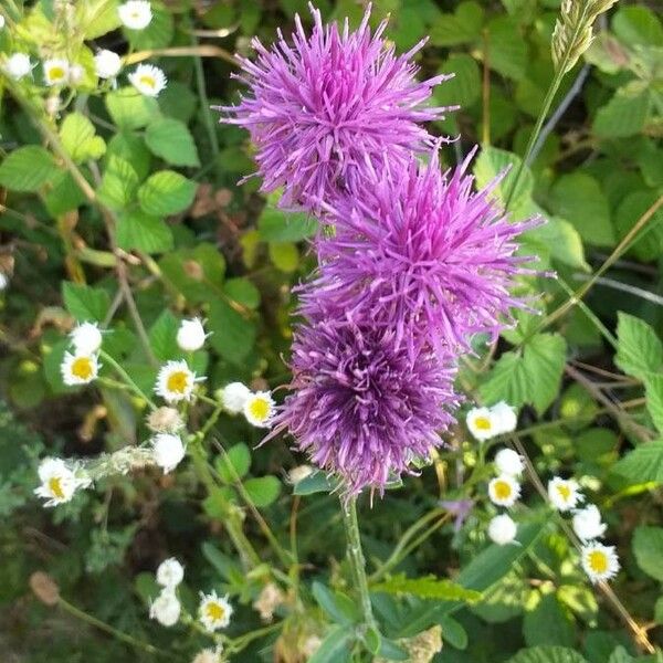 Centaurea scabiosa Cvet