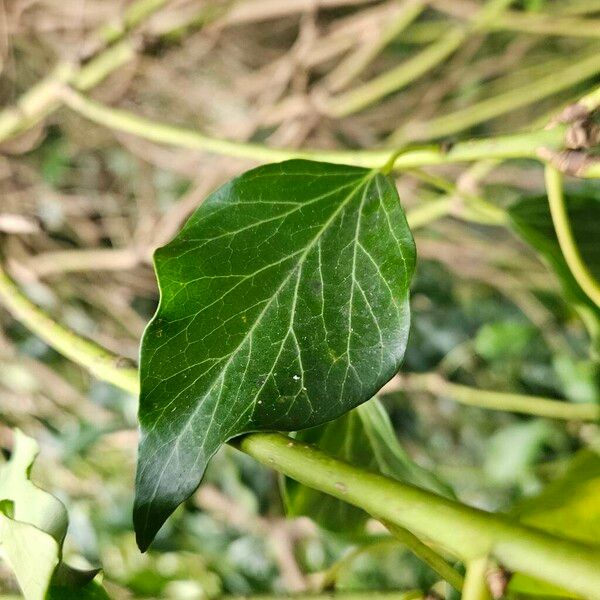 Hedera colchica برگ