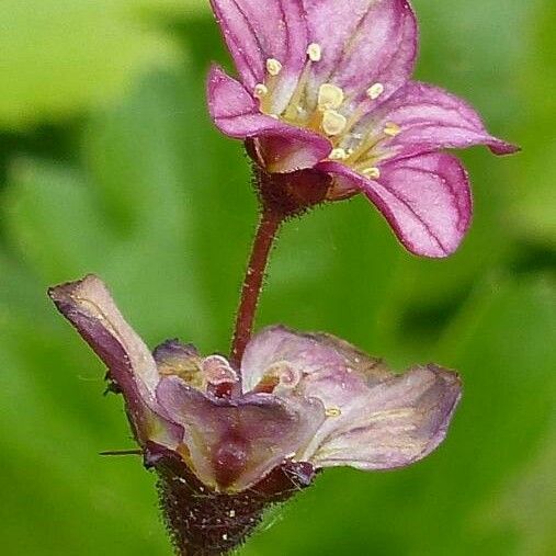 Saxifraga rosacea 花