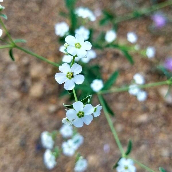 Euphorbia corollata Кветка