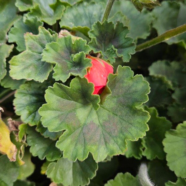 Pelargonium zonale Leaf