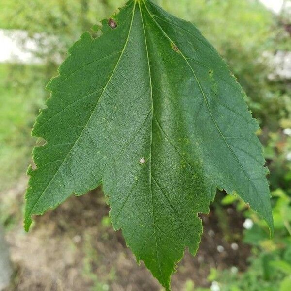 Acer tataricum Leaf