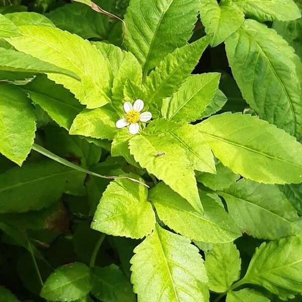 Bidens alba Kwiat