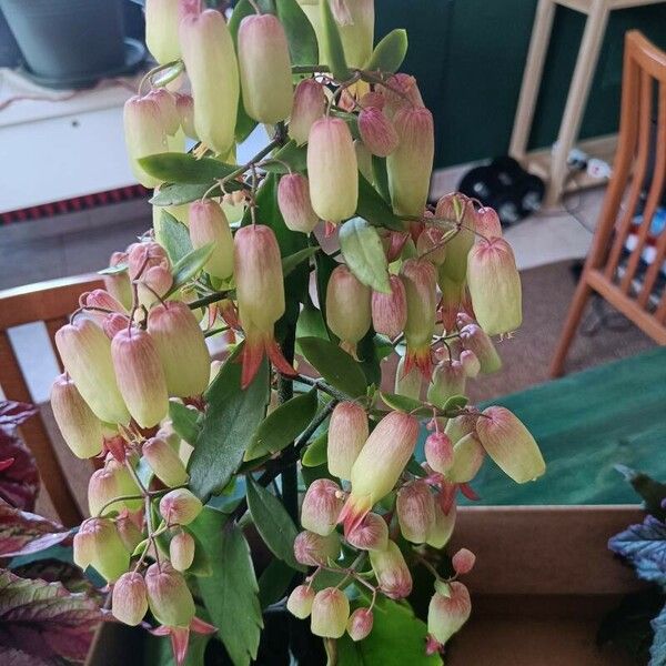 Kalanchoe pinnata برگ