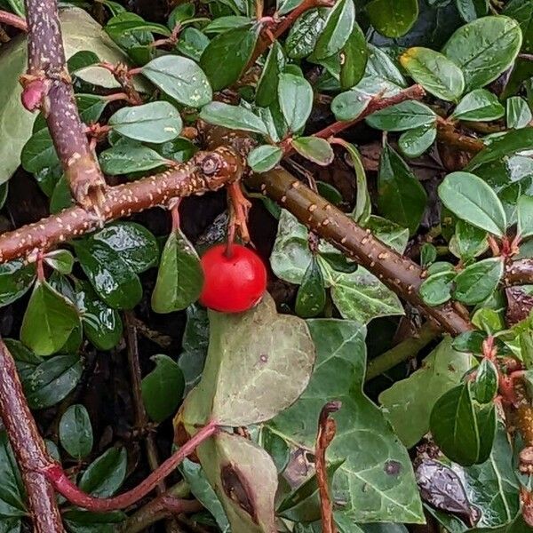 Cotoneaster dammeri Plod