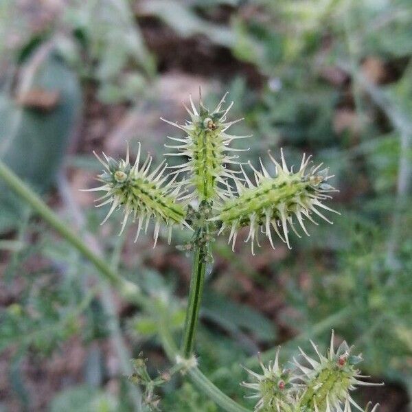 Caucalis platycarpos Frukto