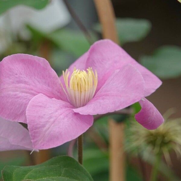 Clematis integrifolia Άλλα