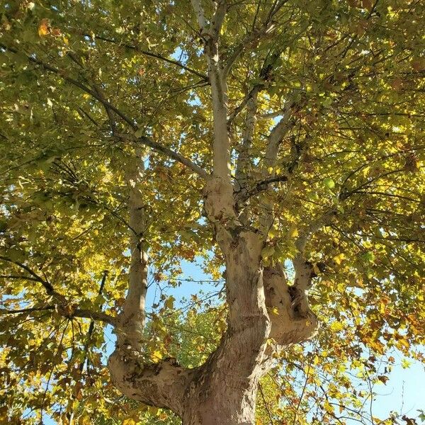 Platanus orientalis Habit