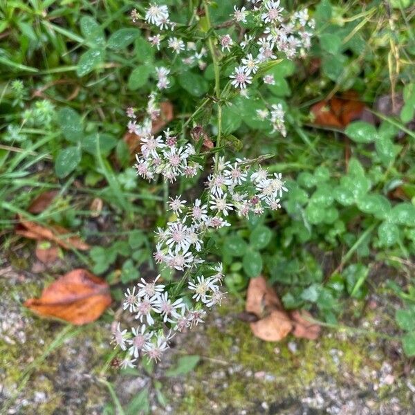 Symphyotrichum lateriflorum Flower