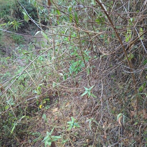 Aspilia mossambicensis Habit