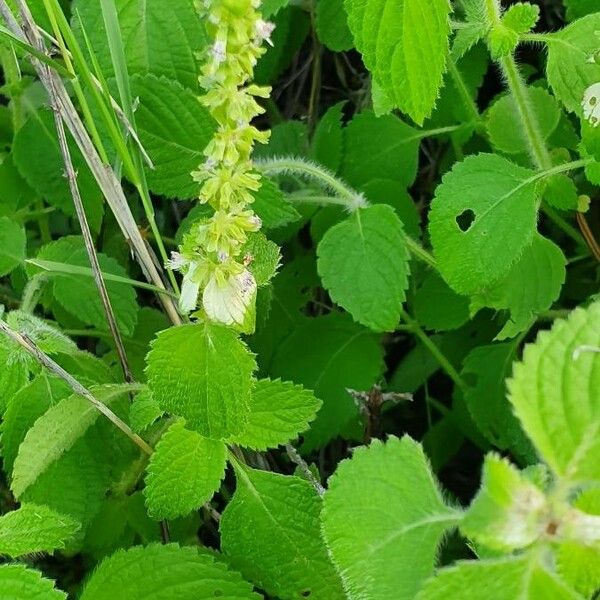 Platostoma hildebrandtii 花