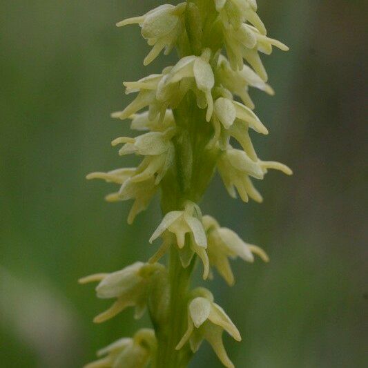 Herminium monorchis Flower